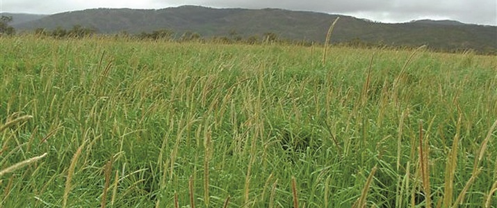 Setaria hotsell